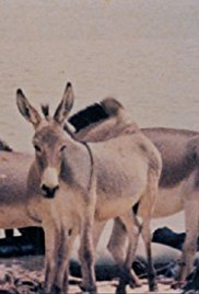 Reassemblage: From the Firelight to the Screen (1983)