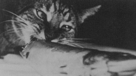 Cat Food (1969)