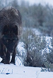 Journey to Shark Eden (2010)