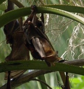 Incredible Bats (2017)