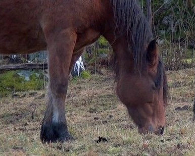 Norway.2013.DUBBED.1080p.BluRay.x264-PussyFoot