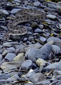 Wild Far East (2017)