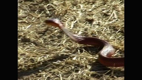 The Steve Irwin Story (2018)