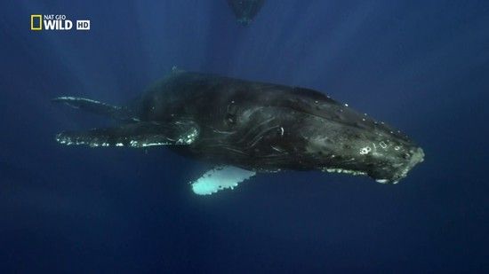 Giants Of The Deep Blue (2017)