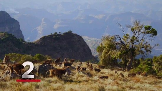 Incredible Animal Moments (2019)