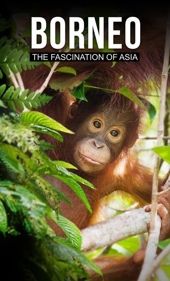 Borneo The Fascination of Asia (2017)