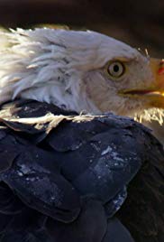 Alaska: A Year in the Wild (2017)