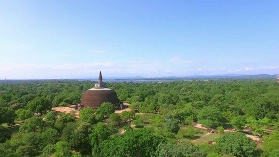 A Life Among Monkeys (2019)