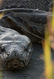 Queen of the Pythons (2019)