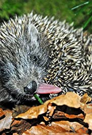 Year of the Hedgehog (2009)