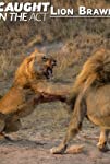 Caught in the Act (TV Series) Lion Brawl (2012)