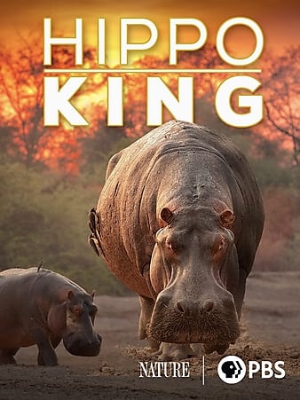 Nature (TV Series) Hippo King (2022)
