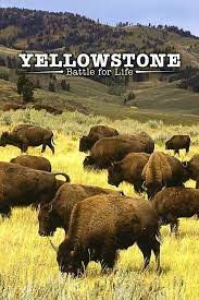 Yellowstone (2009–) S01 720p Blu-Ray x264 400MB