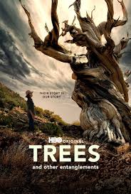 Trees, and Other Entanglements (2023)