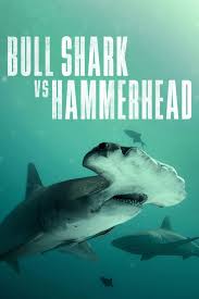 Bull Shark vs Hammerhead (2023)